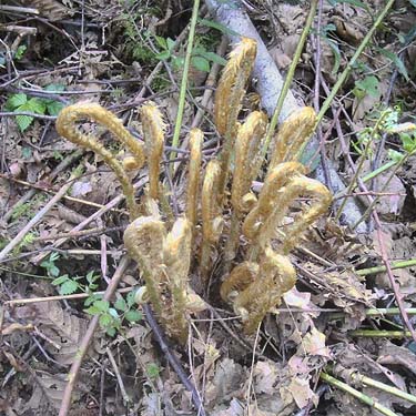 fern fiddlehead in forest, Haywire Ridge, Snohomish County, Washington