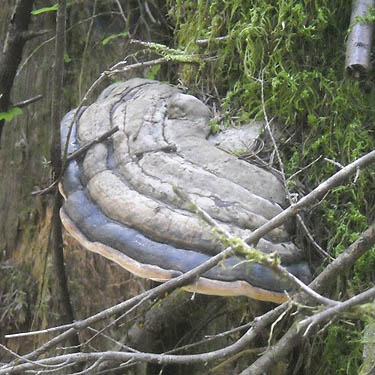 shelf fungus on old stump, Haywire Ridge, Snohomish County, Washington
