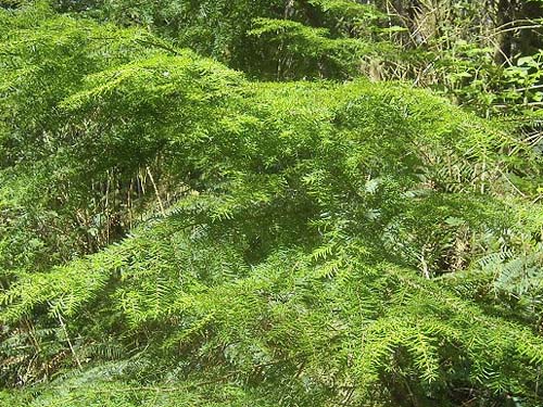 western hemlock foliage, Haywire Ridge, Snohomish County, Washington