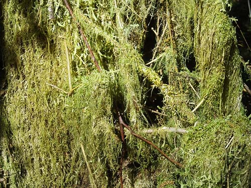 moss on tree trunk, Haywire Ridge, Snohomish County, Washington