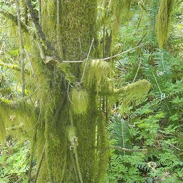 moss on tree, Haywire Ridge, Snohomish County, Washington