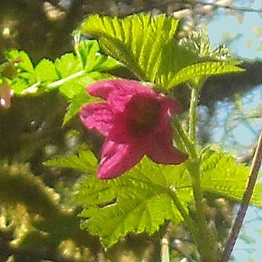 salmonberry flower Rubus spectabilis, Haywire Ridge, Snohomish County, Washington