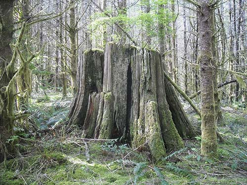 very old cedar stump, Haywire Ridge, Snohomish County, Washington
