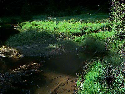 South Fork Manashtash Creek in Hereford Meadow, Kittitas County, Washington