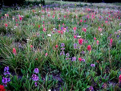 wildflowers in Hereford Meadow, Kittitas County, Washington