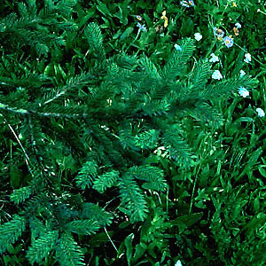 foliage of Englemann spruce Picea engelmanni, Hereford Meadow, Kittitas County, Washington