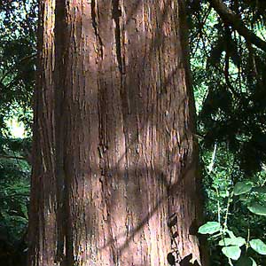 Western red cedar Thuja plicata trunk, Heron Park, Mill Creek, Snohomish County, Washington