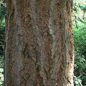 Douglas-fir, Pseudotsuga menziesii, trunk, Heron Park, Mill Creek, Snohomish County, Washington
