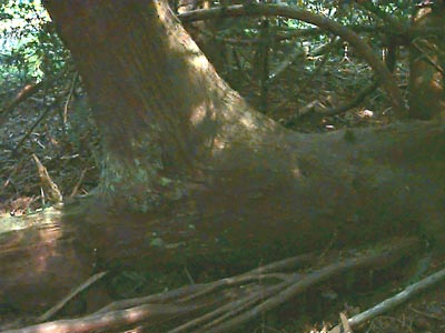 Western red cedar Thuja plicata T-shaped trunk, Heron Park, Mill Creek, Snohomish County, Washington