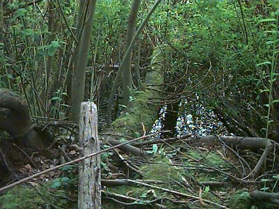 Willow Salix swamp, Heron Park, Mill Creek, Snohomish County, Washington