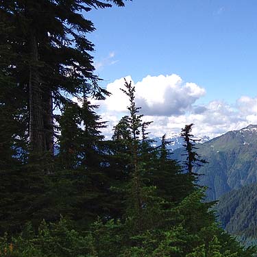 tree group in parkland, Hidden Lake Peaks trail, Skagit County, Washington