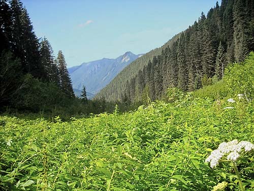 looking back at forest from lower meadow, Hidden Lake Peaks Trail, Skagit County, Washington