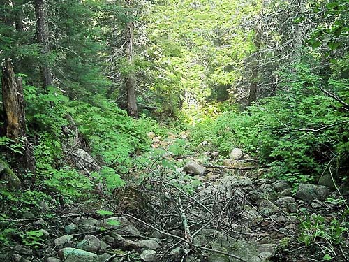 trailside forest near trailhead, Hidden Lake Peaks Trail, Skagit County, Washington