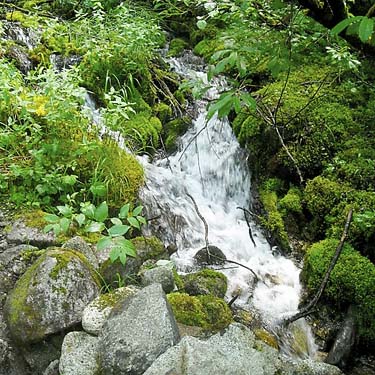 small stream by lower trail, Hidden Lake Peaks Trail, Skagit County, Washington