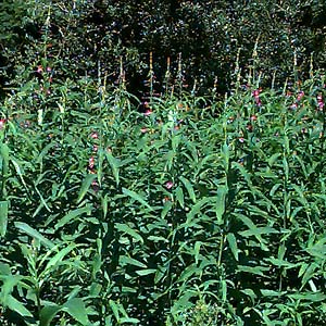 fireweed, Epilobium sp., at edge of meadow in Highland Memorial Park, Everett, Washington
