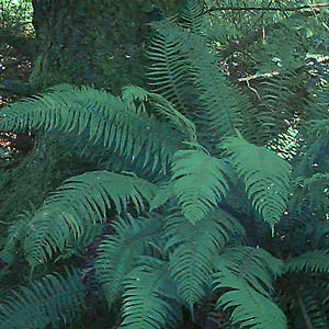 fern in forest understory, Highland Memorial Park, Everett, Washington