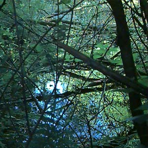 pond in forest, Highland Memorial Park, Everett, Washington