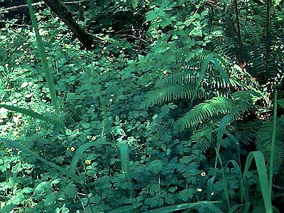 herbaceous forest understory foliage, Highland Memorial Park, Everett, Washington