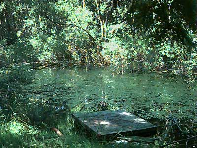 pond in forest, Highland Memorial Park, Everett, Washington