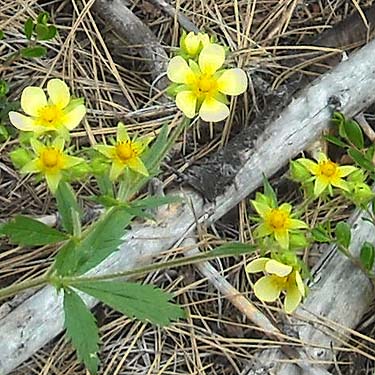 wildflowers at Hornet Draw, Okanogan County, Washington