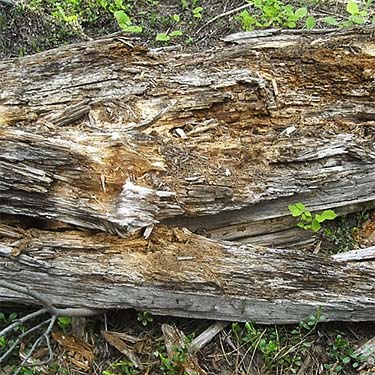 rotten log at Hornet Draw, Okanogan County, Washington