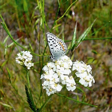acmon blue butterfly Plebejus acmon nectaring, Horse Lake Mountain, Chelan County, Washington