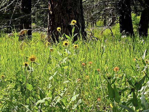 Balsamorhiza and Castelleja flowers, Horse Lake Mountain, Chelan County, Washington