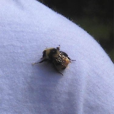 bumble bee on Laurel Ramseyer's shirt, Horse Lake Mountain, Chelan County, Washington