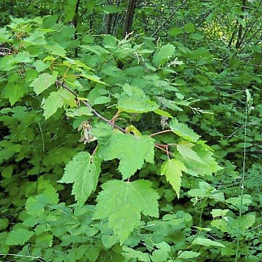 Douglas maple Acer glabrum from riparian grove, Horse Lake Mountain, Chelan County, Washington