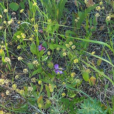 flowering herbs at mountain meadow edge, Horse Lake Mountain, Chelan County, Washington