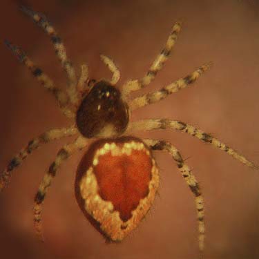 theridiid spider Euryopis formosa from pine cones, Horse Lake Mountain, Chelan County, Washington