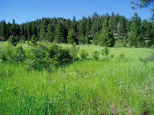 mountain meadow in pine forest, Horse Lake Mountain, Chelan County, Washington