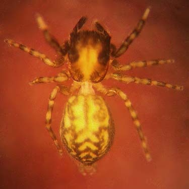 jumping spider, Neon new species near pixii, Horse Lake Mountain, Chelan County, Washington