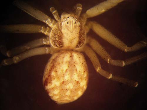 unidentified crab spider Philodromus sp., Horse Lake Mountain, Chelan County, Washington