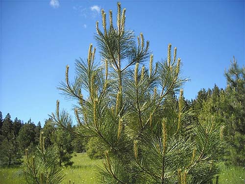 young Ponderosa pine tree with pollen, Horse Lake Mountain, Chelan County, Washington