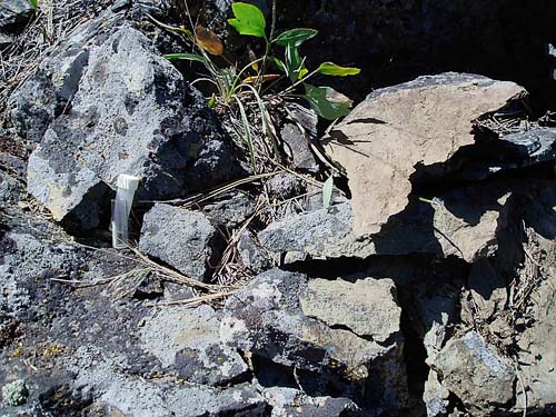 rocks where spiders were collected, Horse Lake Mountain, Chelan County, Washington