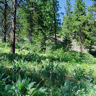 slope ponderosa pine forest and understory, Horse Lake Mountain, Chelan County, Washington
