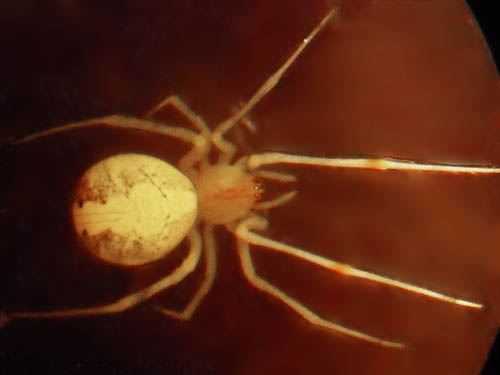 cobweb weaving spider Theridion neomexicanum from foliage, Horse Lake Mountain, Chelan County, Washington