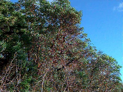 madrona Arbutus menziesii in littoral forest, Indian Island Park, Jefferson County, Washington