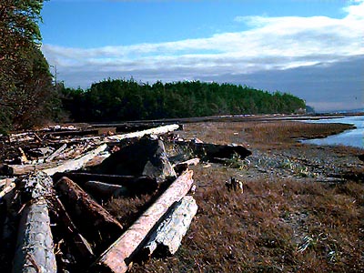 logs and beach meadow, Indian Island Park, Jefferson County, Washington