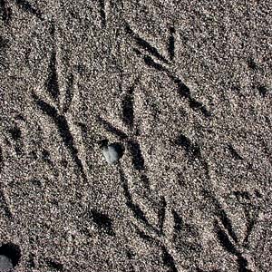 bird footprints in beach sand, Indian Island Park, Jefferson County, Washington