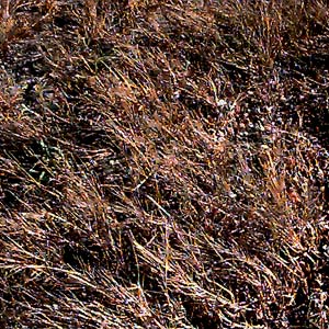Salicornia in salt marsh, Indian Island Park, Jefferson County, Washington