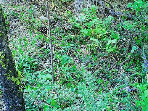 ponderosa pine cones, Jack Creek, Okanogan County, Washington