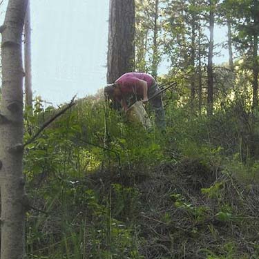 Laurel Ramseyer collecting spiders, Jack Creek, Okanogan County, Washington