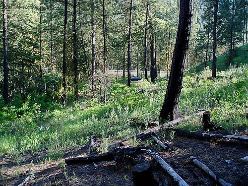 hillside pine forest, Jack Creek, Okanogan County, Washington