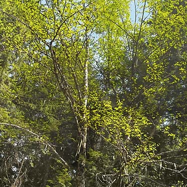 spring cottonwood tree, Jackman Ridge, Skagit County, Washington