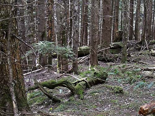 forest floor, Jackman Ridge, Skagit County, Washington