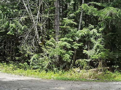 mixed seral forest on Jackman Ridge, Skagit County, Washington