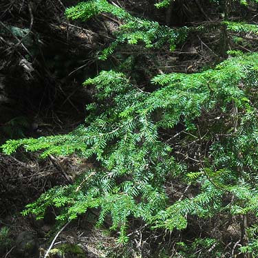 western hemlock foliage Tsuga heterophylla, Jackman Ridge, Skagit County, Washington
