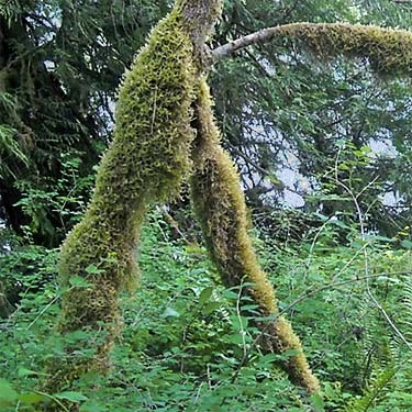 moss along Skagit River west of Rockport, Washington